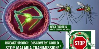 Scientists Uncover Key Protein That Could Stop Malaria