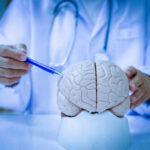 A doctor pointing at a brain model with a pen