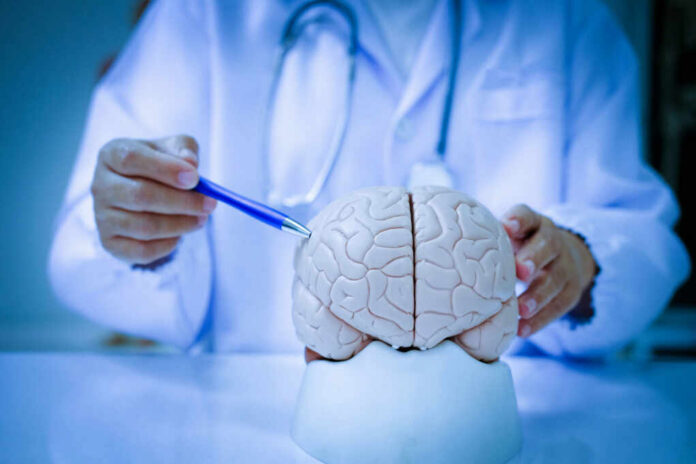 shutterstock2285140051jpg A doctor pointing at a brain model with a pen