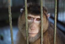 Monkey Teeth Shatter Human Evolution myth A monkey looking through the bars of its cage