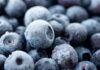 Shocking Berry Study Upends Heart Advice Close-up of frozen blueberries with a frosty texture