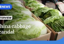 China probes reports cabbages were dipped in formaldehyde to stay fresh | The World | ABC News