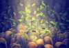 Weird Bacteria Linked To Long Life Microbes among intestinal villi