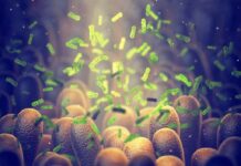 Microbes among intestinal villi