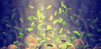 Microbes among intestinal villi