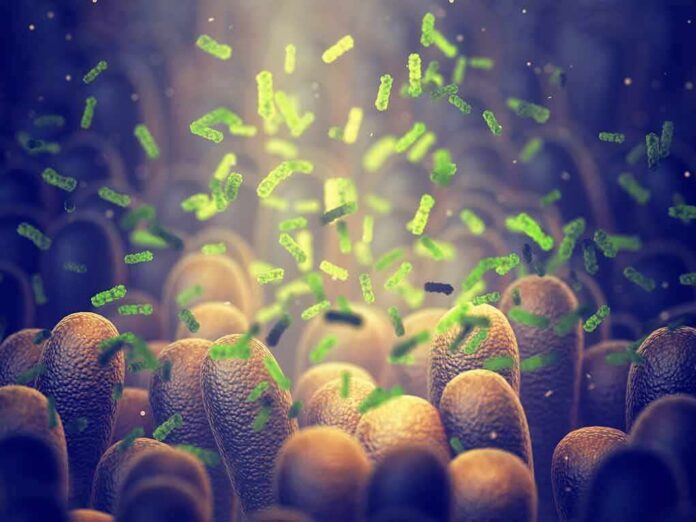 Microbes among intestinal villi