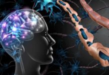 Inside The Brain’s Five Shields Human brain and damaged myelin sheath illustration