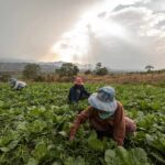 Farm workers harvesting leafy greens in a field at sunset