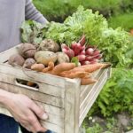 Person holding a wooden crate of freshly harvested vegetables