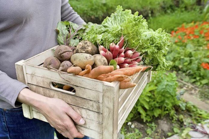 Person holding a wooden crate of freshly harvested vegetables