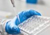 DNA-Made Vaccine Stuns Cancer Doctors Gloved hand holding a multiwell plate as a pipette dispenses liquid