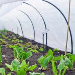 Seedlings growing under a plastic tunnel in a garden bed