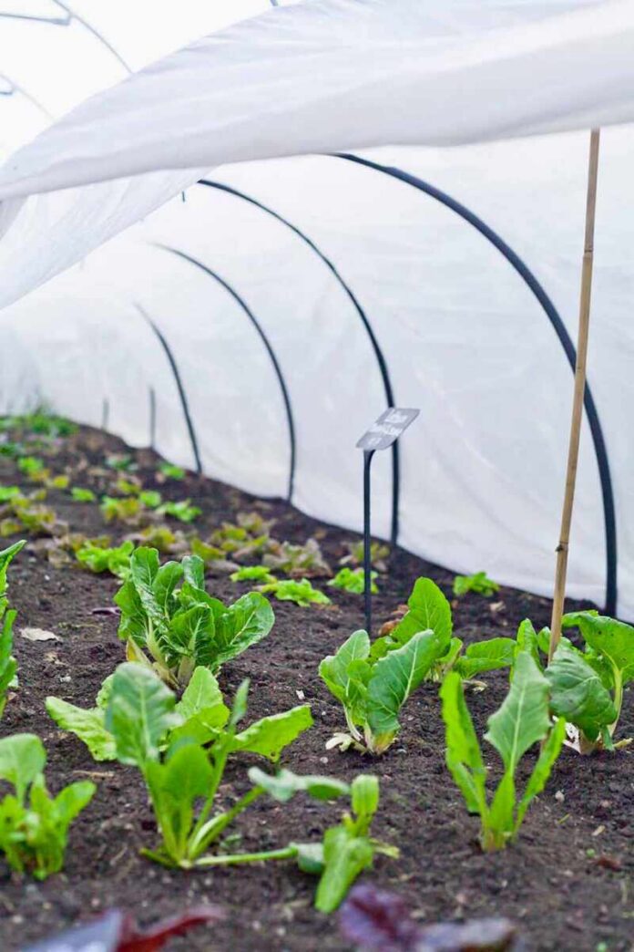 Seedlings growing under a plastic tunnel in a garden bed
