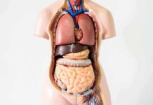 Hidden Liver Epidemic Exposed Anatomical torso model showing internal organs